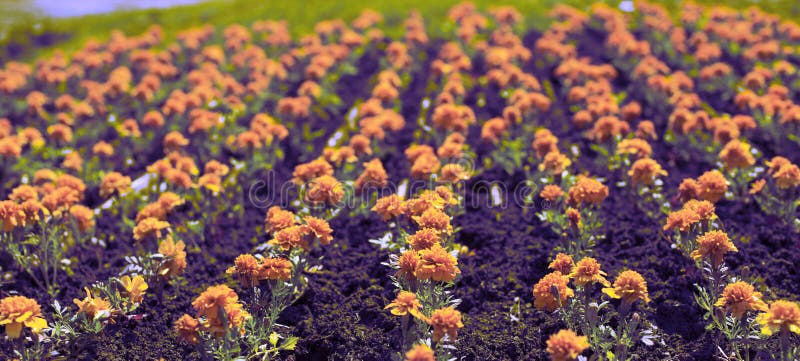 Surrealism Banner Autumn orange flowers on the land of tagetis bloom in a row. royalty free stock photography Surrealism Banner Autumn orange flowers on the land of tagetis bloom in a row. royalty free stock photography