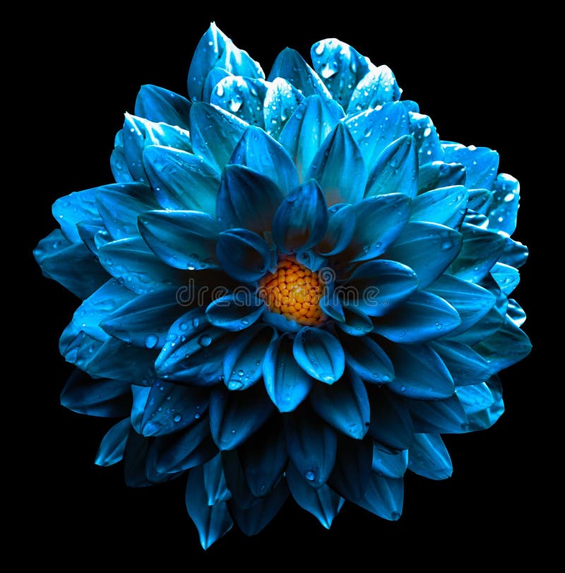 Surrealistycznej mokrej ciemnej chromu kwiatu dennej błękitnej dalii makro- odosobniony