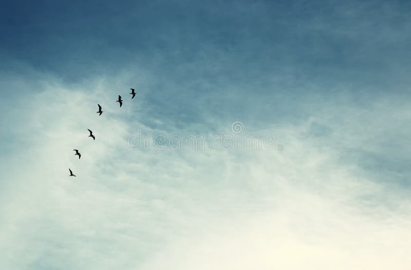 surreal enigmatic picture of flying birds . minimalism and dream concept. surreal enigmatic picture of flying birds . minimalism and dream concept