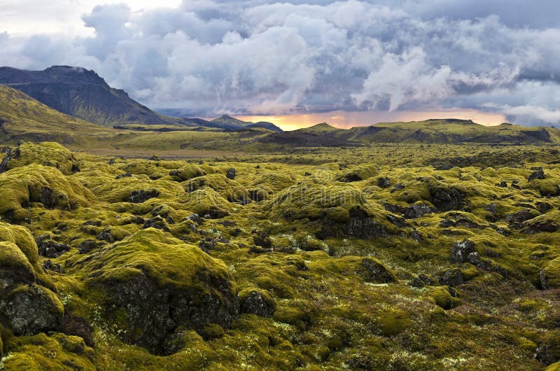 Surreal landscape with wooly moss of Iceland. Racomitrium lanuginosum, or gray moss as the plant is known locally, is a predominant part of the wild vegetation that thrives on the young lava fields in southern parts of Iceland. This robust plant is usually the first pioneer to colonize newly run lava, patiently covering the sharp-edged black and lifeless stone with soft gray-green carpets through. Surreal landscape with wooly moss of Iceland. Racomitrium lanuginosum, or gray moss as the plant is known locally, is a predominant part of the wild vegetation that thrives on the young lava fields in southern parts of Iceland. This robust plant is usually the first pioneer to colonize newly run lava, patiently covering the sharp-edged black and lifeless stone with soft gray-green carpets through