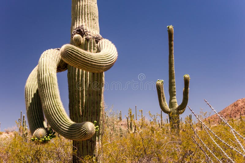 Saguaro cacti assume strange shapes over the many decades of their lives. Saguaro cacti assume strange shapes over the many decades of their lives