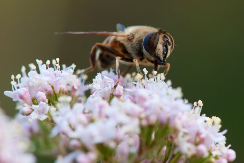 Surret klipska Eristalis tenax pollinerar blomman arkivfoto Surret klipska Eristalis tenax pollinerar blomman arkivfoto