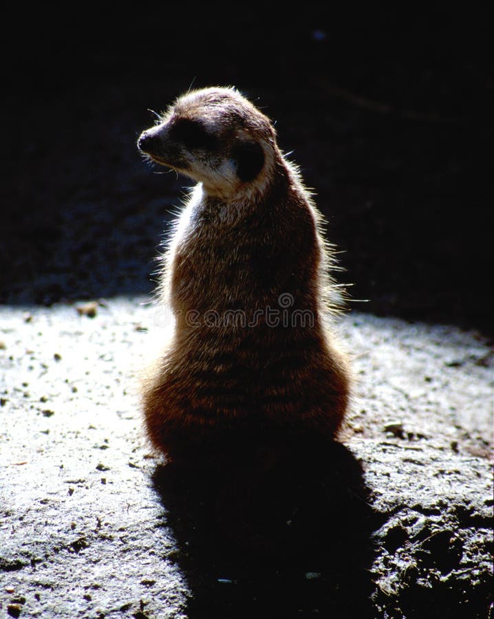 Surricate meerkat op zwarte achtergrond stock afbeeldingen Surricate meerkat op zwarte achtergrond stock afbeeldingen