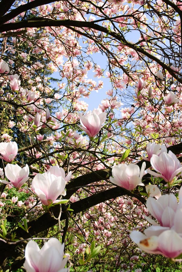 Pink magnolia blossom around the photographer, sky in background. Pink magnolia blossom around the photographer, sky in background.