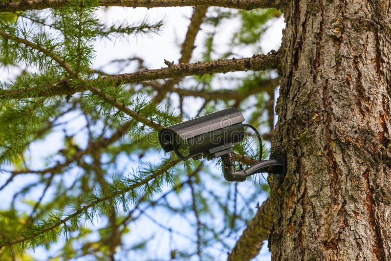 Surveillance camera on the tree