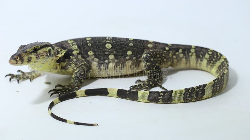 Surveillance de l'eau asiatique salvateur de varanus de lézard isolé sur fond blanc banque de vidéos