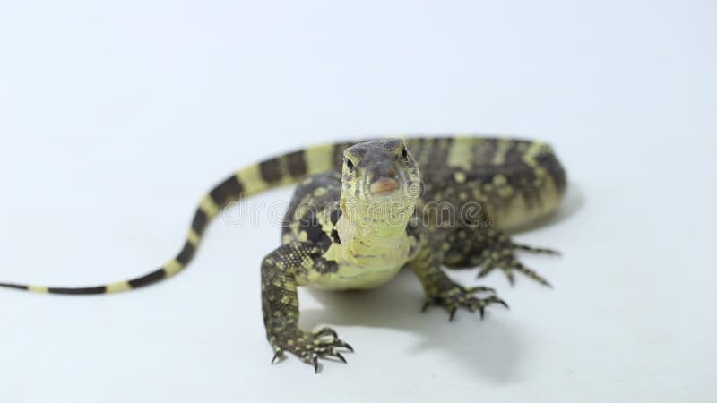 Surveillance de l'eau asiatique salvateur de varanus de lézard isolé sur fond blanc clips vidéos