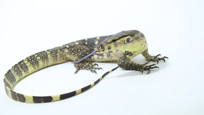 Surveillance de l'eau asiatique salvateur de varanus de lézard isolé sur fond blanc banque de vidéos