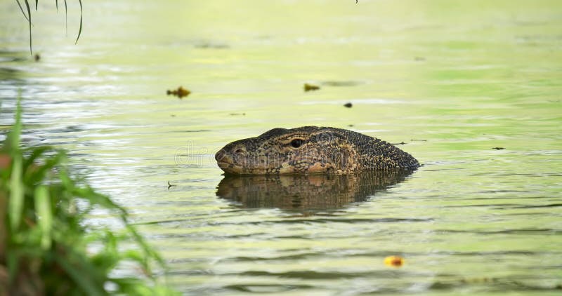 Surveillance de l'eau en asie dans la rivière. fermeture de la tête du moniteur d'eau asiatique. banque de vidéos