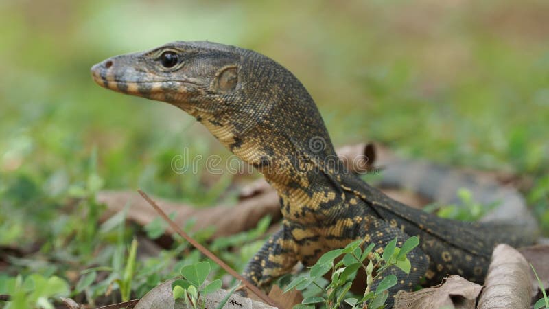 Surveillance de l'eau en Asie - Varanus salvator aussi moniteur d'eau commun, grand lézard varanide natif d'Asie du Sud et du Sud banque de vidéos