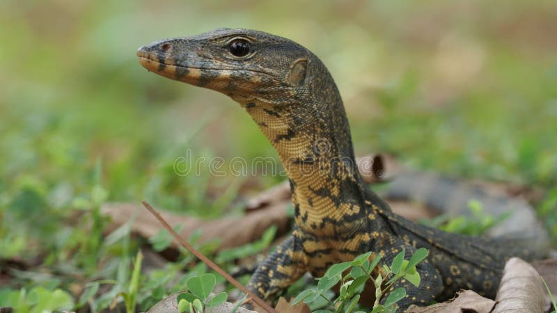 Surveillance de l'eau en Asie - Varanus salvator aussi moniteur d'eau commun, grand lézard varanide natif d'Asie du Sud et du Sud banque de vidéos