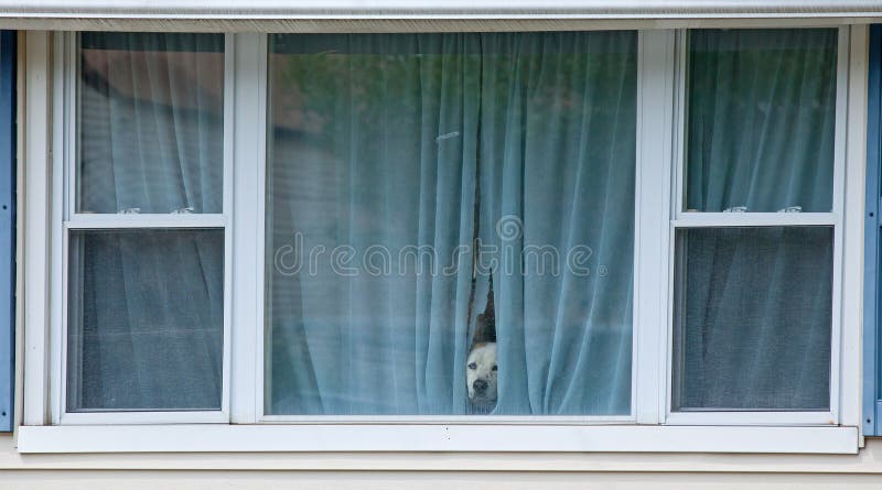 Chien de Garde Protecteur image stock