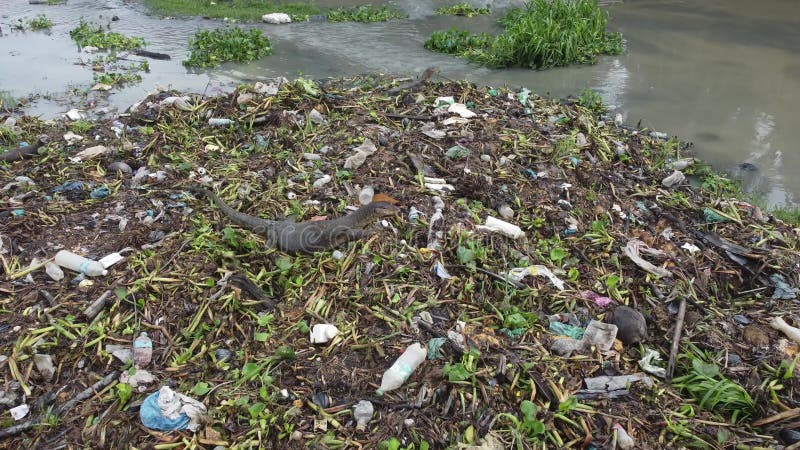 Surveiller le lézard chercher de la nourriture à la rivière