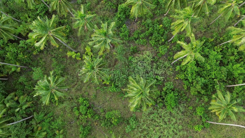Survoler la plantation de cocotiers clips vidéos