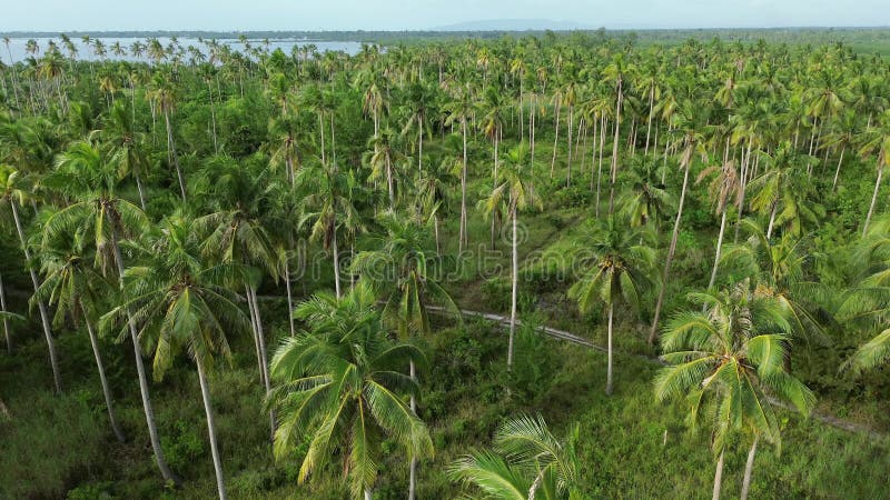 Survoler la plantation de cocotiers banque de vidéos