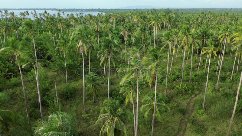 Survoler la plantation de cocotiers banque de vidéos