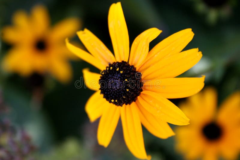 Susan Eyed preto fotos de stock royalty free Susan Eyed preto fotos de stock royalty free