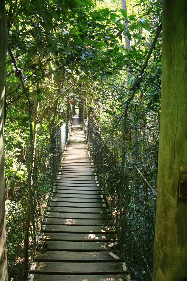 Suspended Bridge