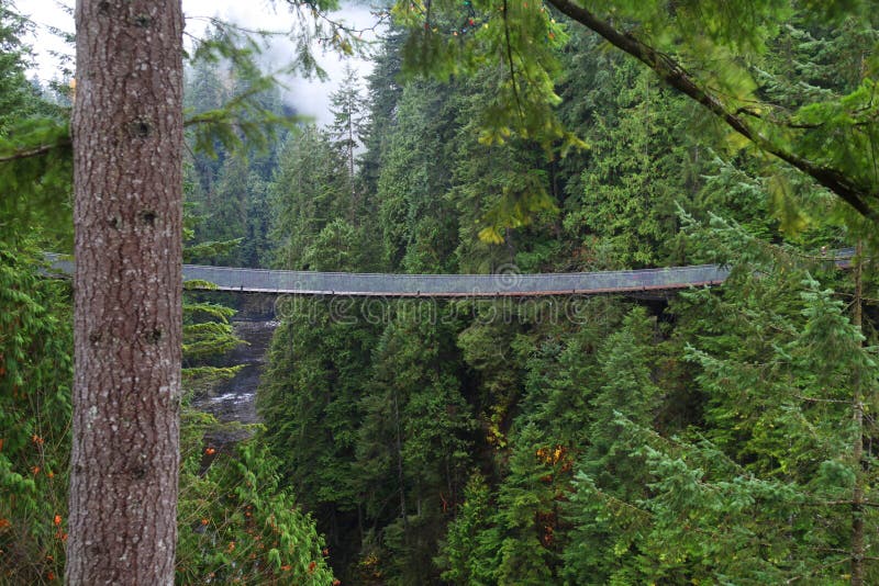 Suspension Bridge In Forest Stock Photo Image of capilano, outdoors