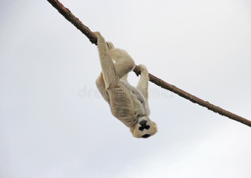 Suspensão adulta do macaco do lêmure de Madagáscar de cabeça para baixo da corda em um dia nebuloso