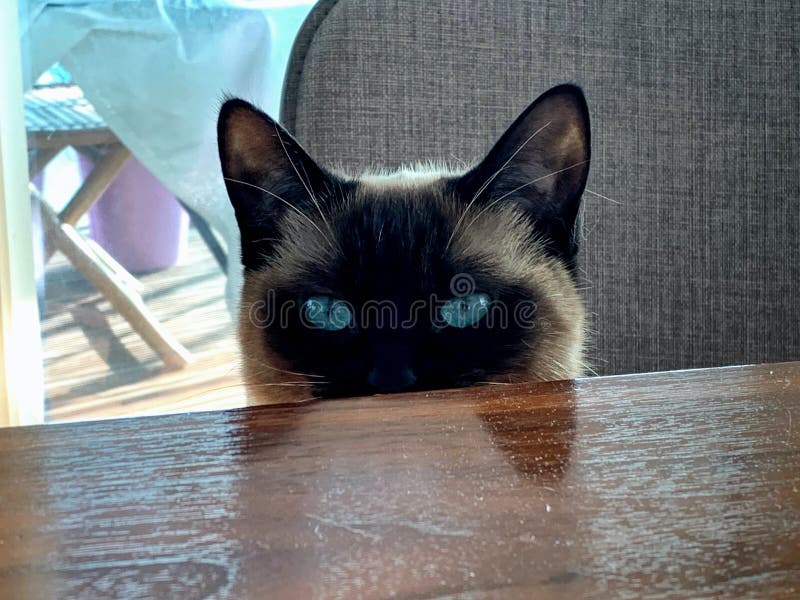 Suspicious cat behind a table is watching you