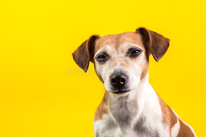 AttÄlu rezultÄti vaicÄjumam âbright yellow dogâ