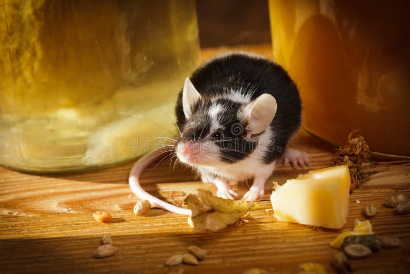 Suterenowej myszy mały odór coś
