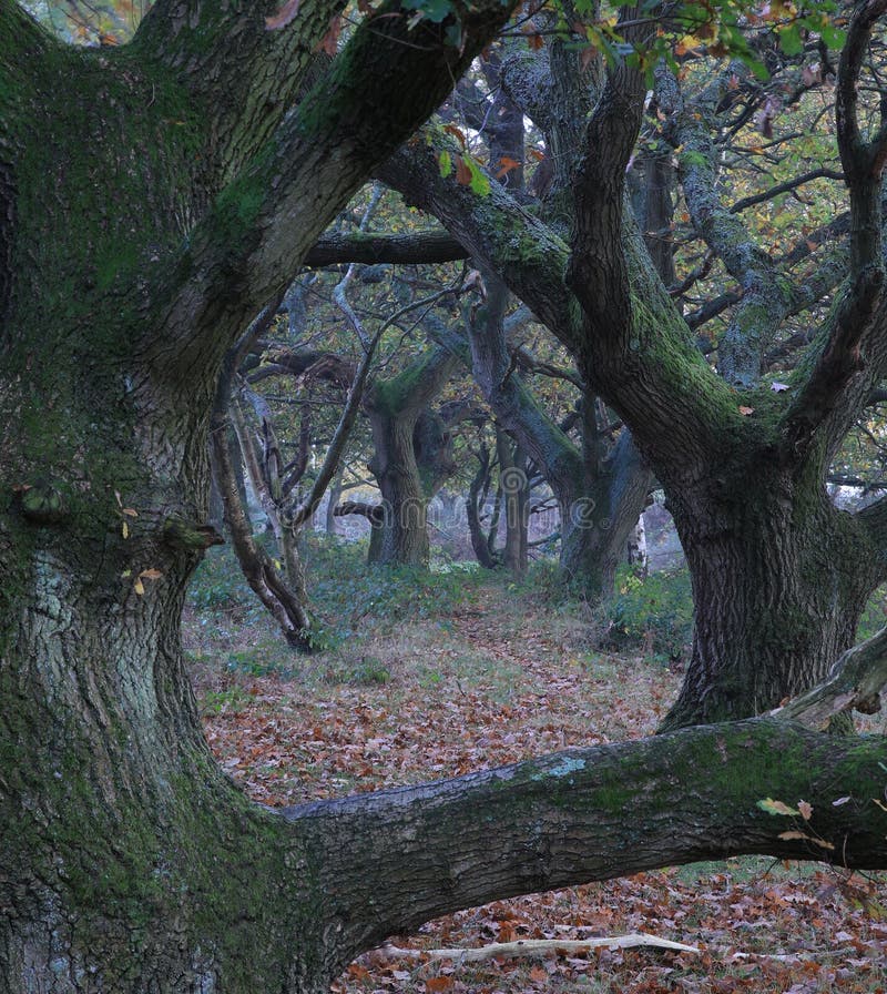 Sutton Park Birmingham in UK Stock Image - Image of beautiful, shine