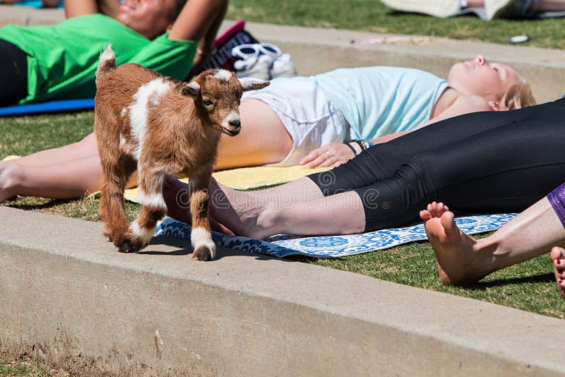 Baby Goat Walks Among People Participating In Goat Yoga Class