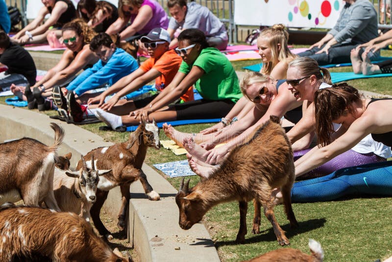 Goats Walk Among People Stretching At Goat Yoga Class