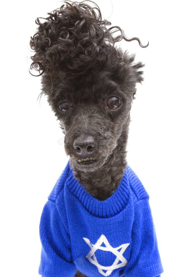 Suéter de Jánuca en caniche imagenes de archivo Suéter de Jánuca en caniche imagenes de archivo