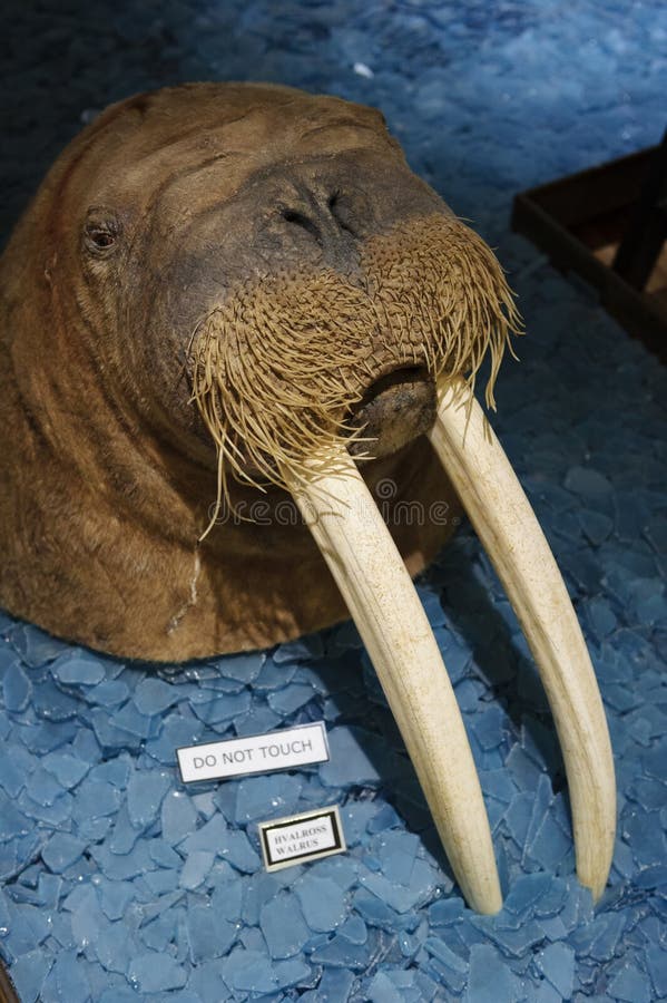Svalbard muzeum, Longyearbyena, Svalbard, Norwegia zdjęcia stock Svalbard muzeum, Longyearbyena, Svalbard, Norwegia zdjęcia stock