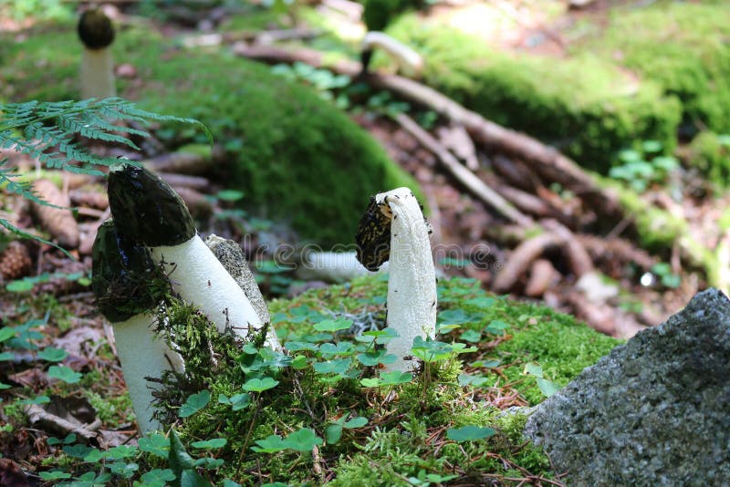 Svamp gemensam stinkhorn i naturlig miljö royaltyfria bilder Svamp gemensam stinkhorn i naturlig miljö royaltyfria bilder
