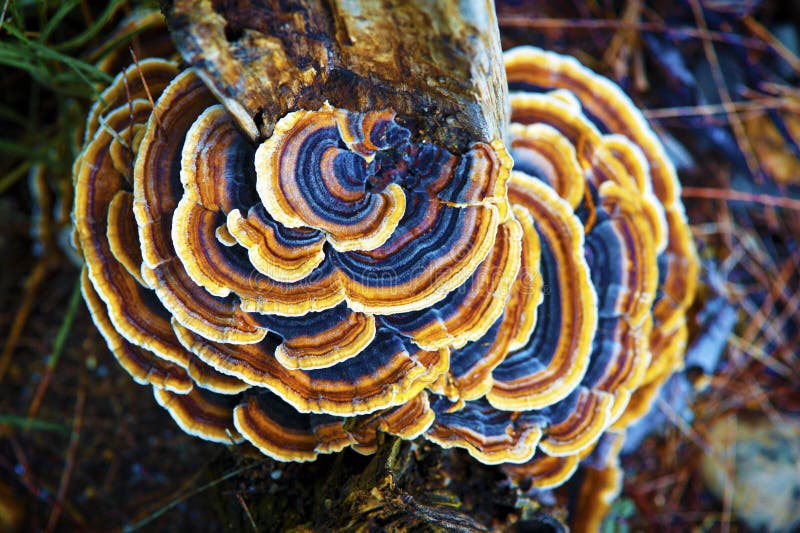 Looking down on many layers of Fungi growth. Looking down on many layers of Fungi growth.