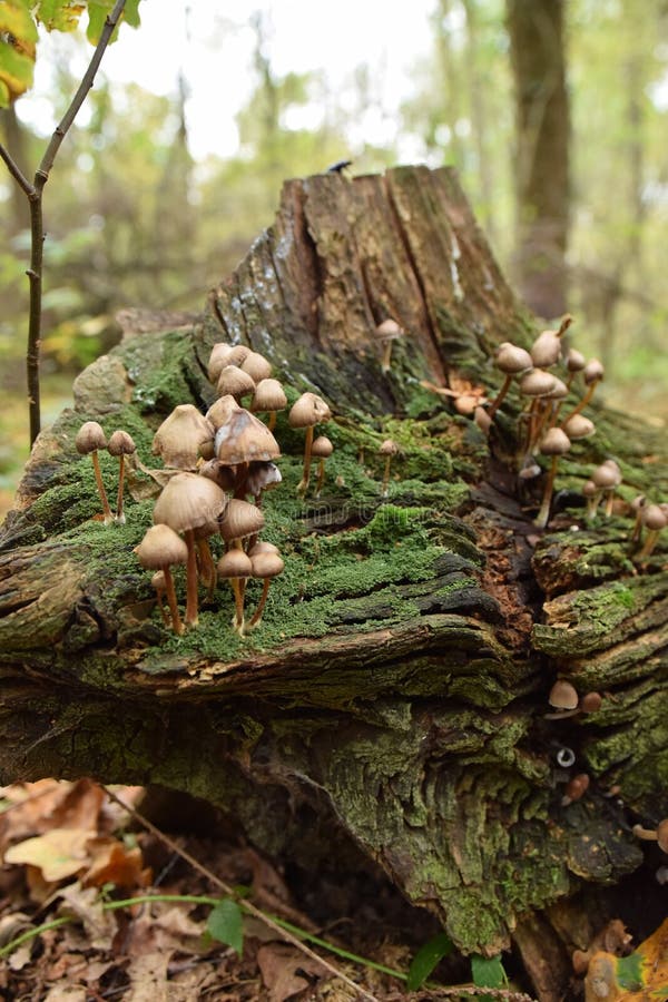Svampar på ett fallande träds bottnar. Små champinjoner på en trädsdel i skogen under södra Limburg i Nederländerna. segmentet har en vågrät och lodrät del. Gröna små mossar täcker delar av bagageutrymmet. Under bruna höstblad. fuzzy i skogen.