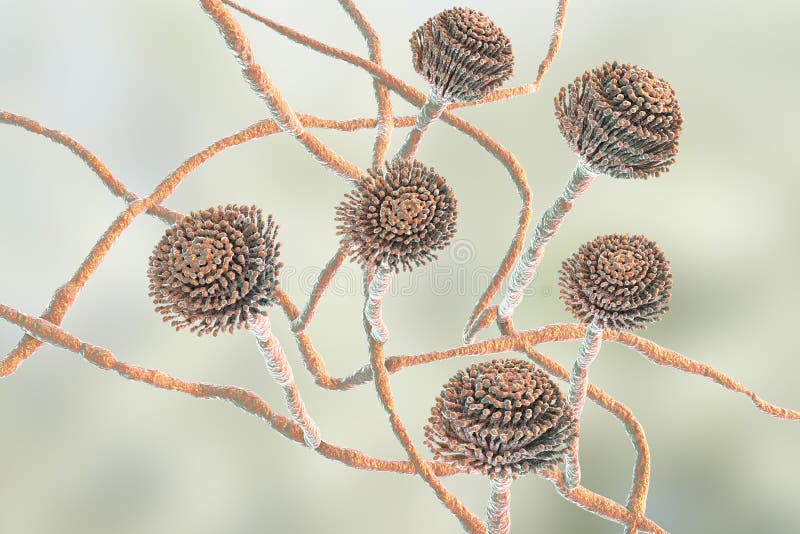 SvampAspergillus, svart form arkivbilder SvampAspergillus, svart form arkivbilder
