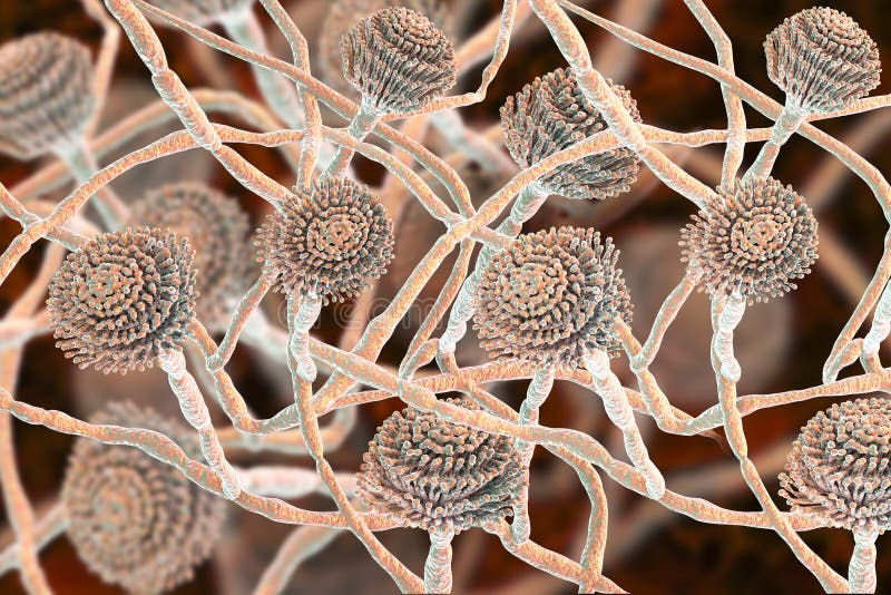 SvampAspergillus, svart form vektor illustrationer SvampAspergillus, svart form vektor illustrationer