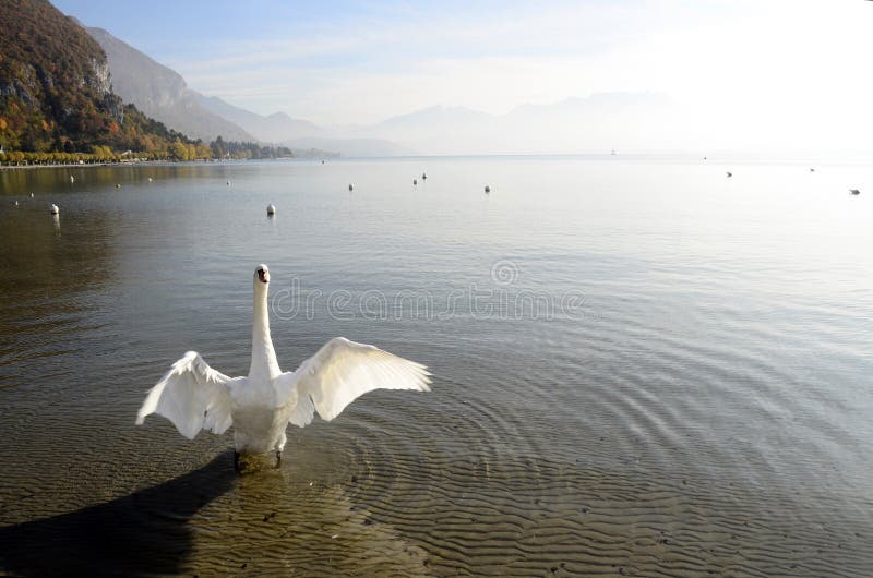 Svan på den annecy sjön, savojkål, Frankrike arkivbild Svan på den annecy sjön, savojkål, Frankrike arkivbild