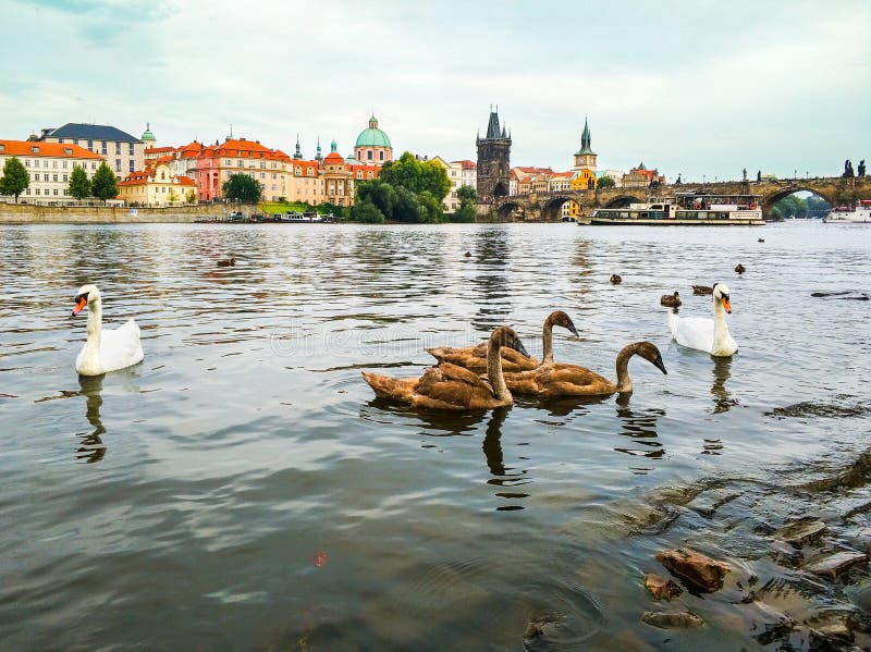 Svanar på den gamla staden för för Vltava flod, torn, Charles Bridge och Prague i bakgrunden, Tjeckien stads- härlig liggande royaltyfria foton Svanar på den gamla staden för för Vltava flod, torn, Charles Bridge och Prague i bakgrunden, Tjeckien stads- härlig liggande royaltyfria foton