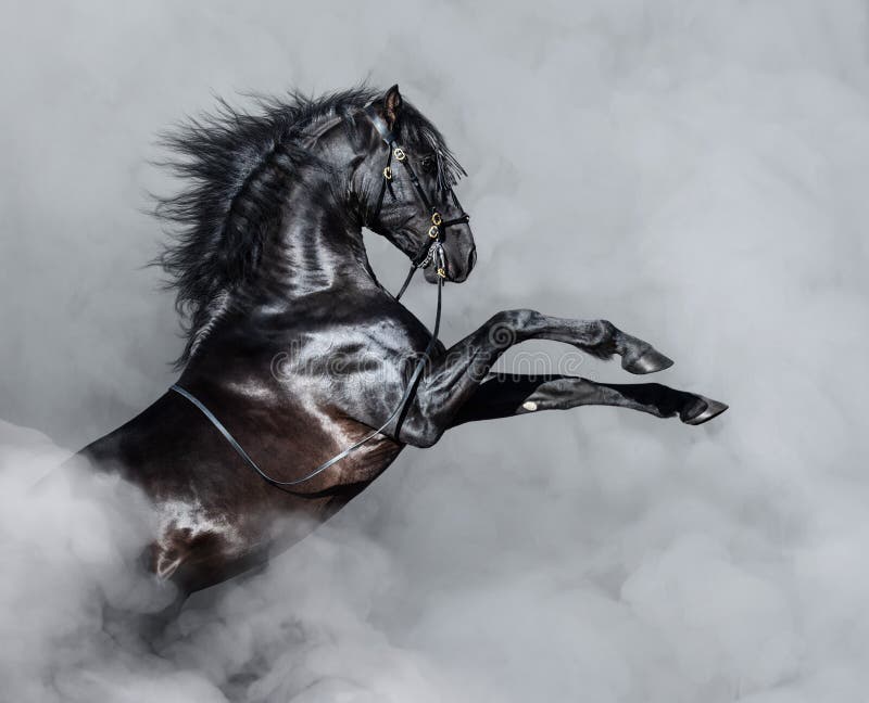 Svart Andalusian häst som fostrar i rök arkivbilder Svart Andalusian häst som fostrar i rök arkivbilder