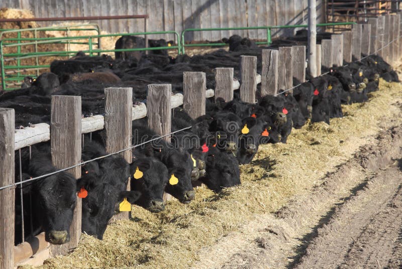 Black Angus Cattle being are fed at a feed lot being fattened for sale. Black Angus Cattle being are fed at a feed lot being fattened for sale.