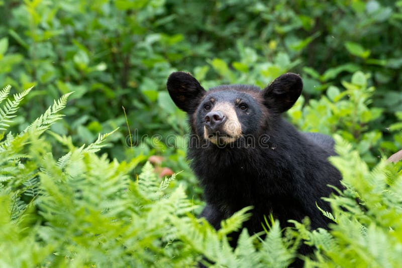 Svart björn i den americanus naturursusen arkivbild Svart björn i den americanus naturursusen arkivbild