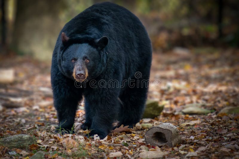 Black bear drools and looks at camera with brown eyes. Black bear drools and looks at camera with brown eyes