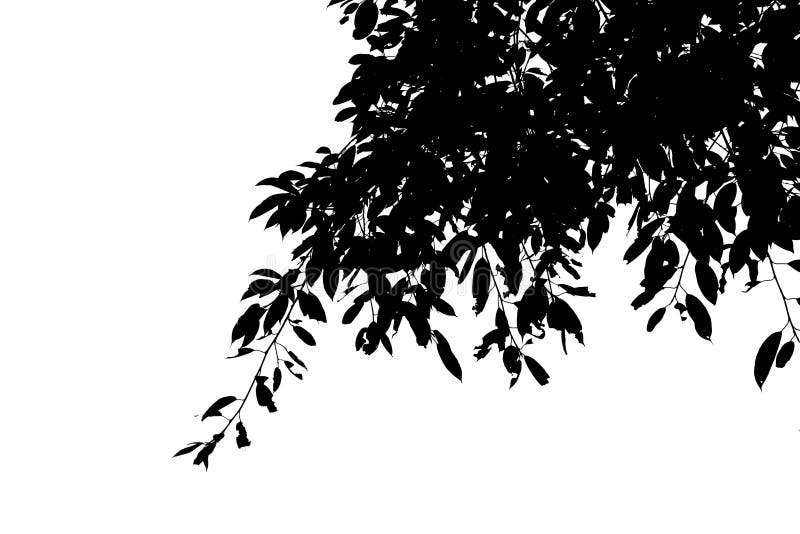 Svart blad för kontur på filialisolaten på vit bakgrund stock illustrationer