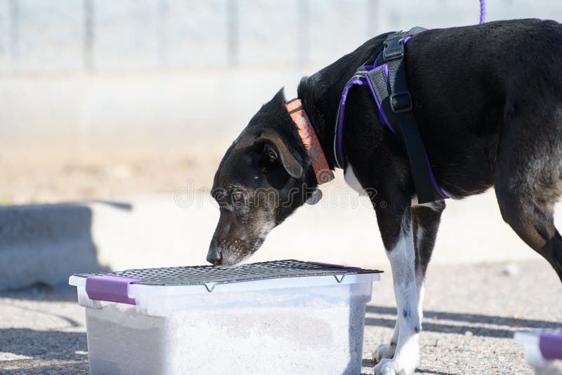 Svart blandad hund som letar efter en begravd scent royaltyfri bild Svart blandad hund som letar efter en begravd scent royaltyfri bild