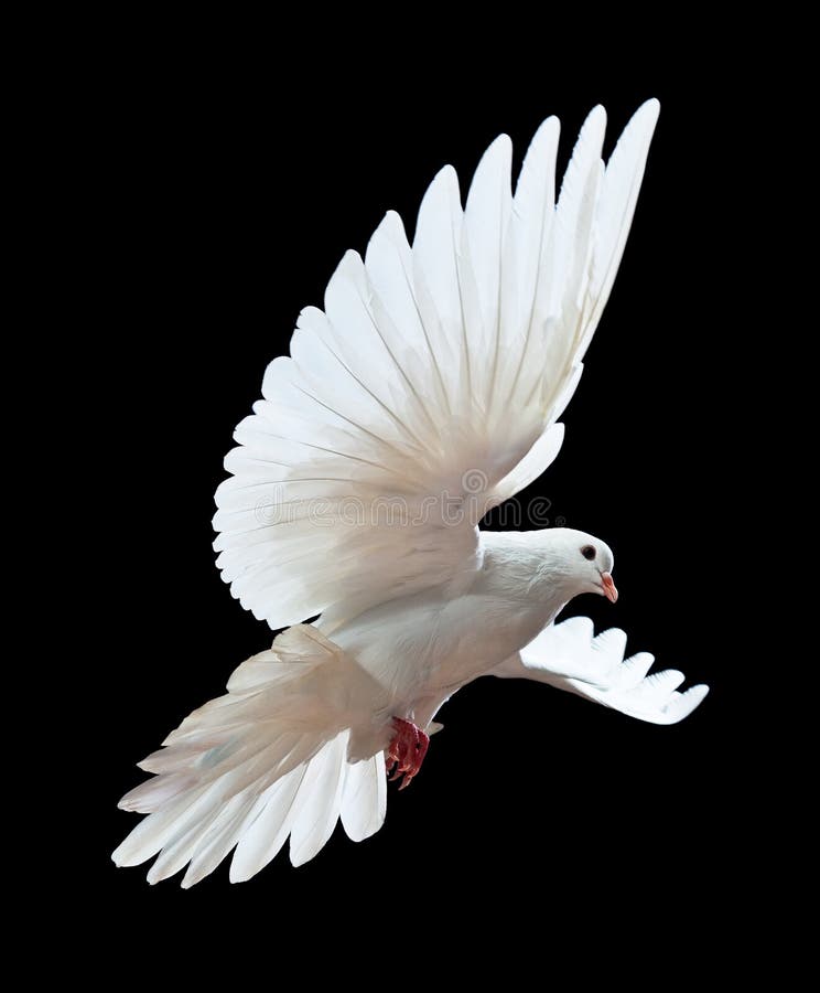 A free flying white dove isolated on a black background. A free flying white dove isolated on a black background