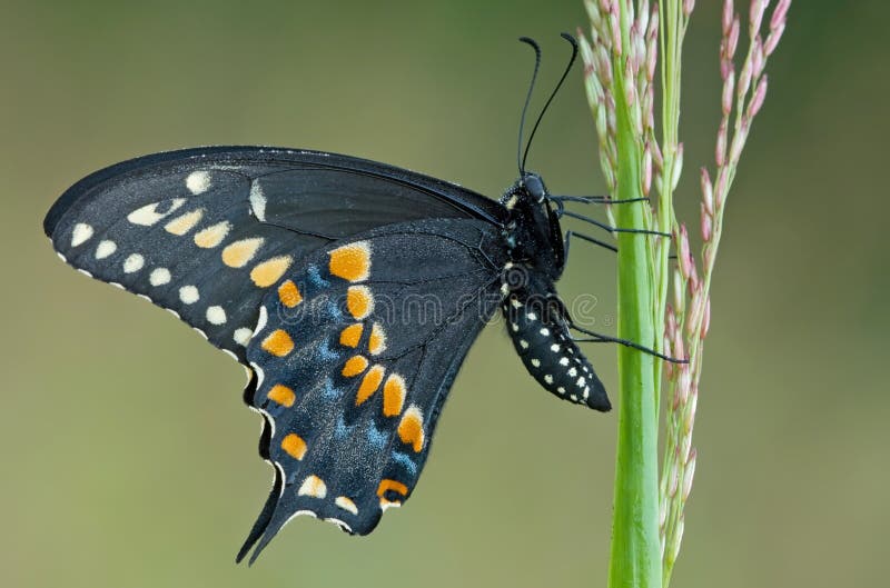 Svart fjärilsswallowtail arkivfoto
