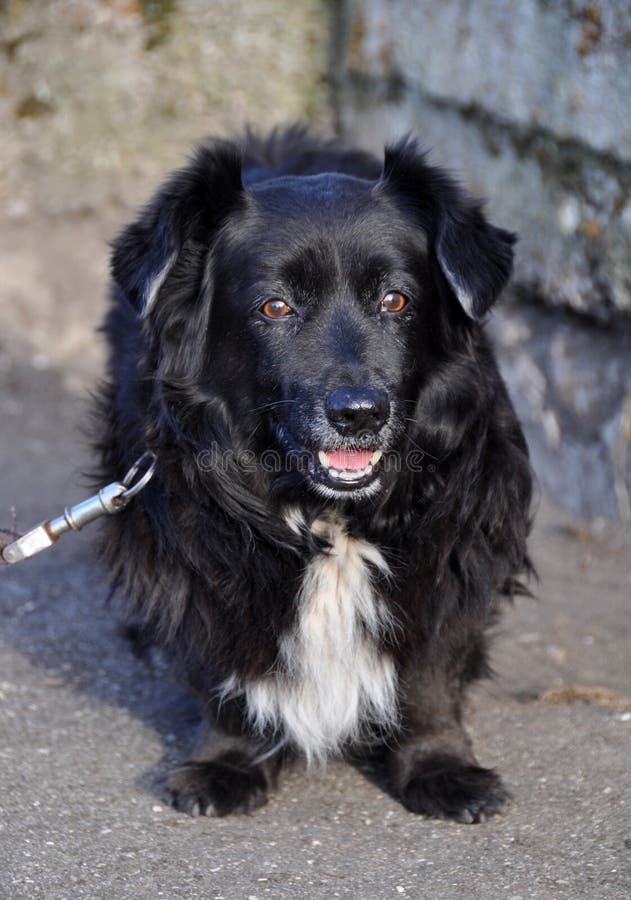 Svart fluffig hund arkivfoto. Bild av gulligt, breckenridge 31609268