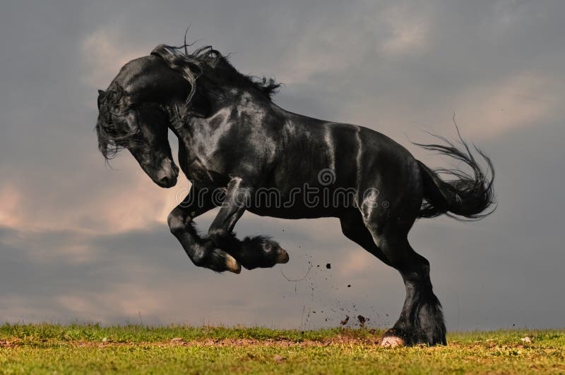 svart friesianhäst royaltyfria foton svart friesianhäst royaltyfria foton