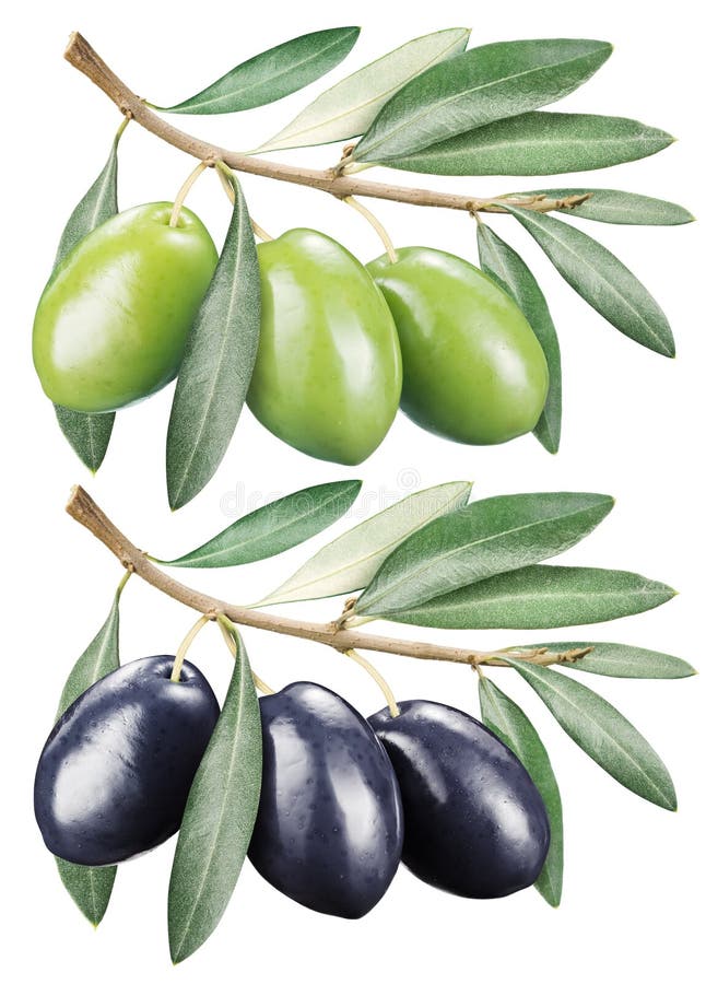 Svart green låter vara olivgrön arkivbild
